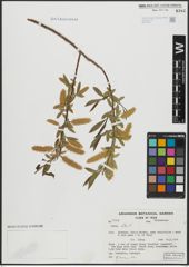 Foto von Salix alba L.